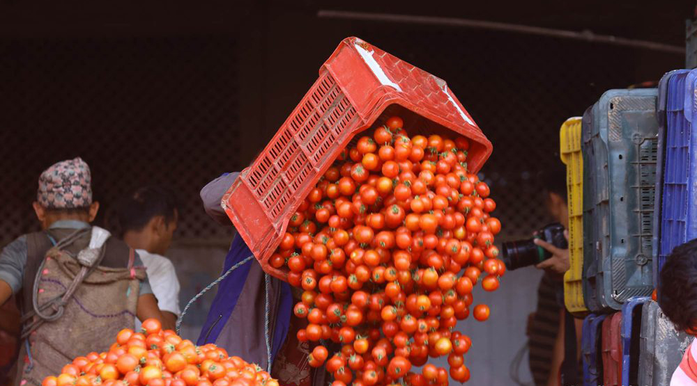 नेपाली गोलभेँडाको मूल्य घट्दा भारतीयको स्थिरता, किसान मारमा